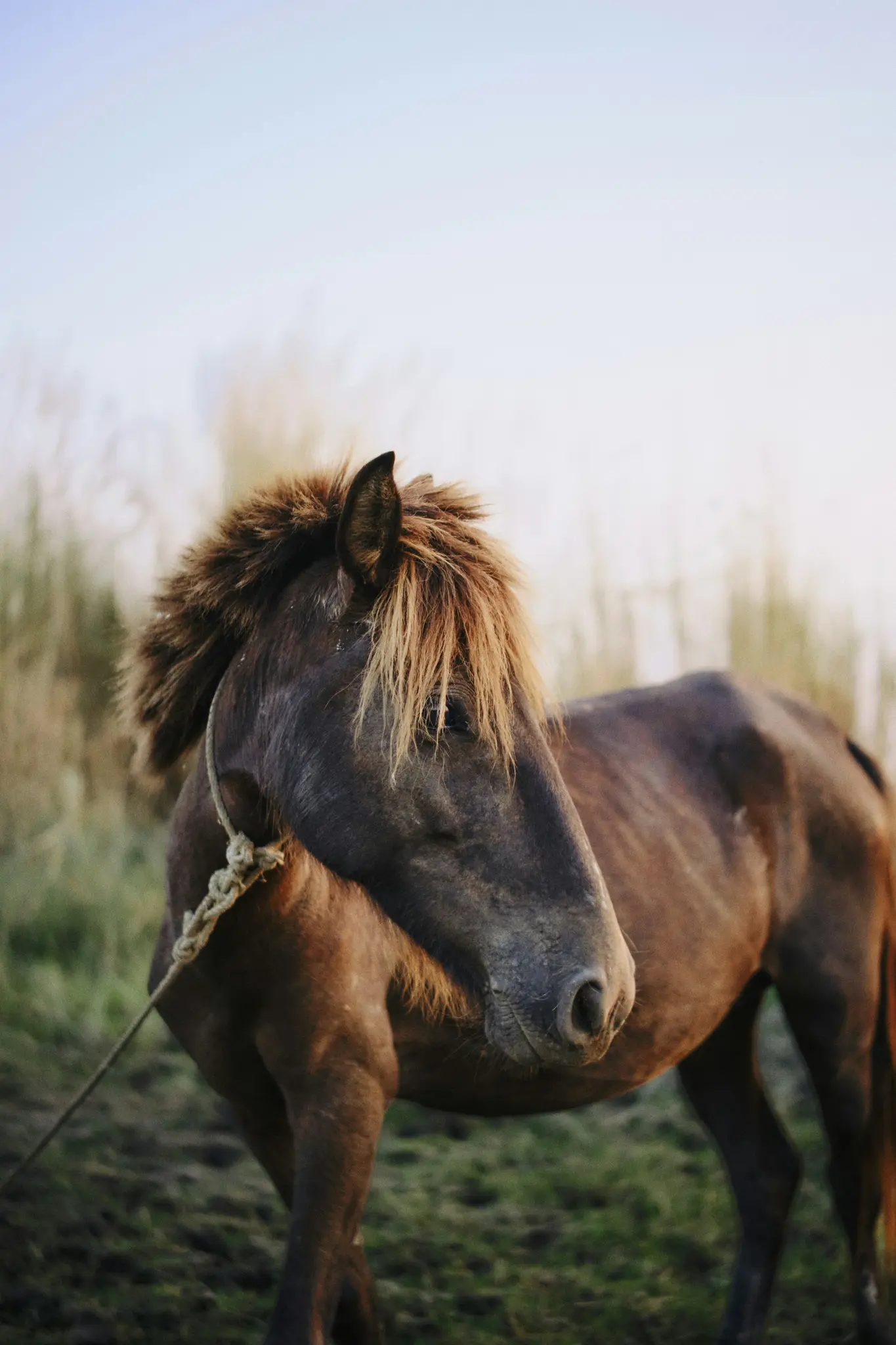 Un cheval brun avec une crinière brune claire et hirsute se tient dans un champ, regardant vers la droite. Une corde est