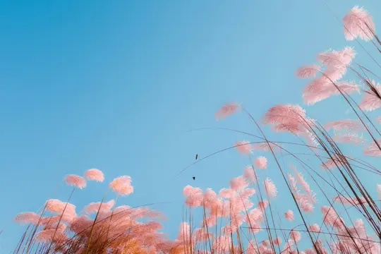Ett fotografi från en låg vinkel visar talrika rosa, fjäderlika vassstrån som sträcker sig uppåt mot en klar, blå himmel. Två