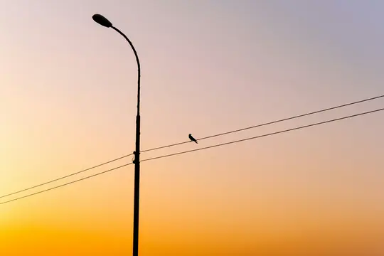 Yksinäinen lintu istuu voimalinjalla, silhuettina kirkasta auringonlaskun taivasta ja katuvaloa vasten.