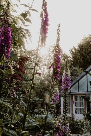 Alti fiori viola di crespolina spiccano in un giardino, immersi nella calda luce dell'ora d'oro. Una serra è visibile sullo