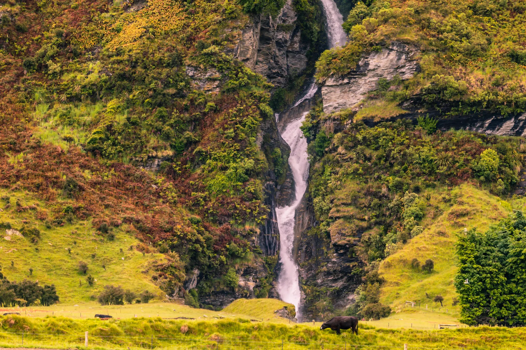A powerful waterfall plunges down a steep, green and brown mossy cliff face into a vibrant green valley. A dark cow grazes…