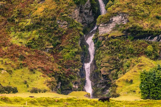 A powerful waterfall plunges down a steep, green and brown mossy cliff face into a vibrant green valley. A dark cow grazes…