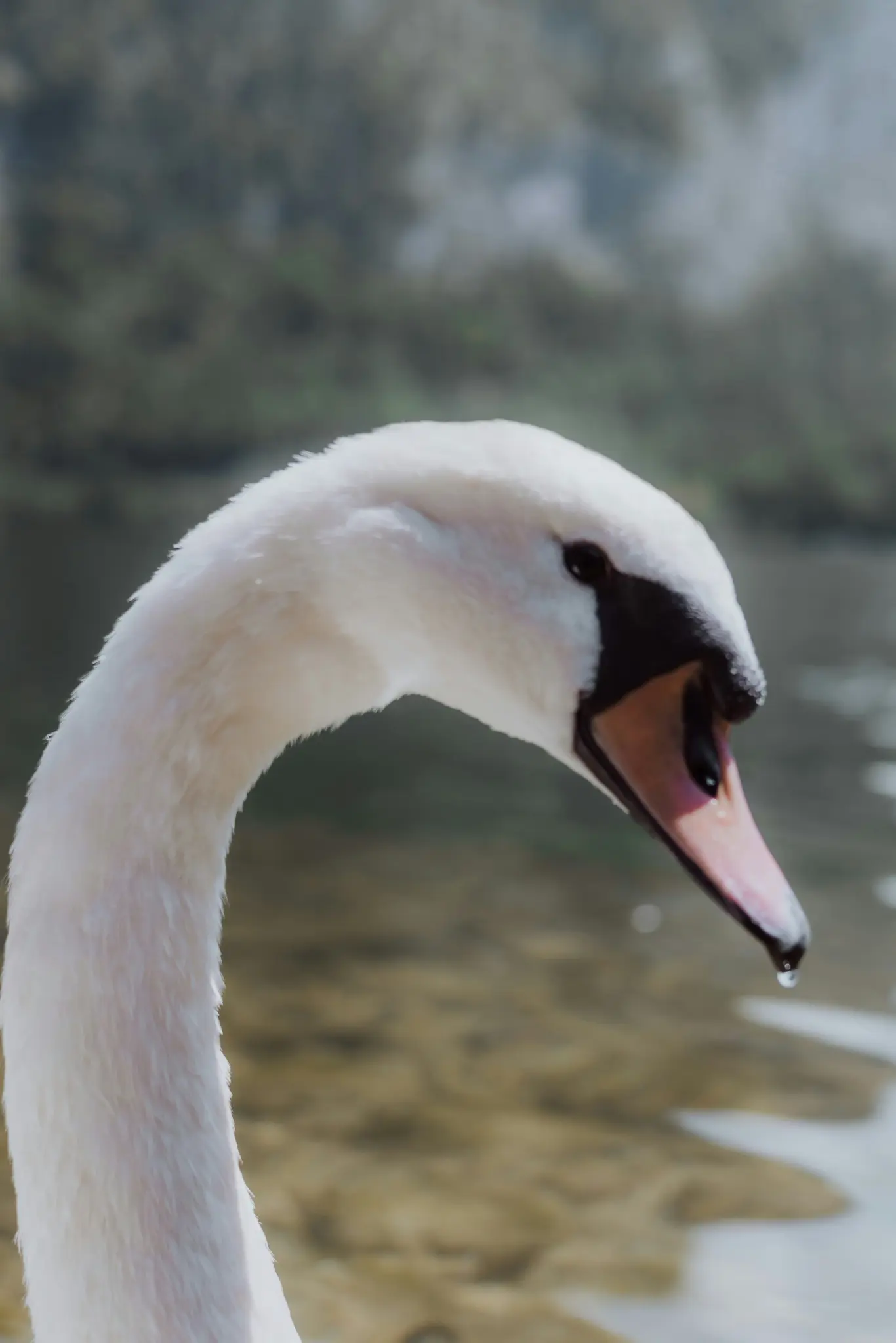 A close-up, eye-level shot of a white swan's head and curved neck. A single water droplet hangs from its pink and black…