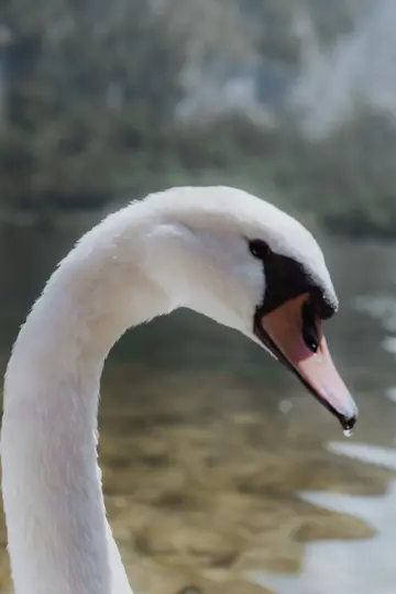 A close-up, eye-level shot of a white swan's head and curved neck. A single water droplet hangs from its pink and black…