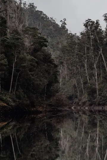 Uno scatto verticale di una fitta foresta scura su un pendio, con alberi alti riflessi nell'acqua calma e scura sottostante.