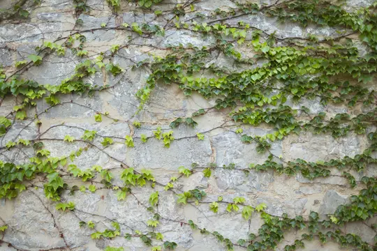 Vista ravvicinata, a tutto campo, di un muro di pietra coperto da edera verde. I viticci dell'edera si estendono sulle pietre