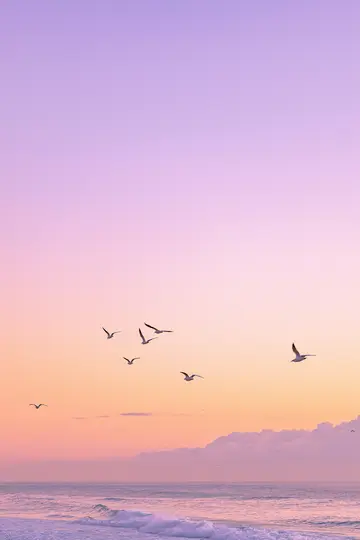 Eine Vogelschar fliegt über einen pastellfarbenen Himmel, der von Lila zu Orange übergeht, über einem ruhigen Ozean mit