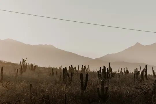 Un'ampia foto paesaggistica di un deserto con molti cactus alti e vegetazione rada e secca in primo piano. Nebbioso