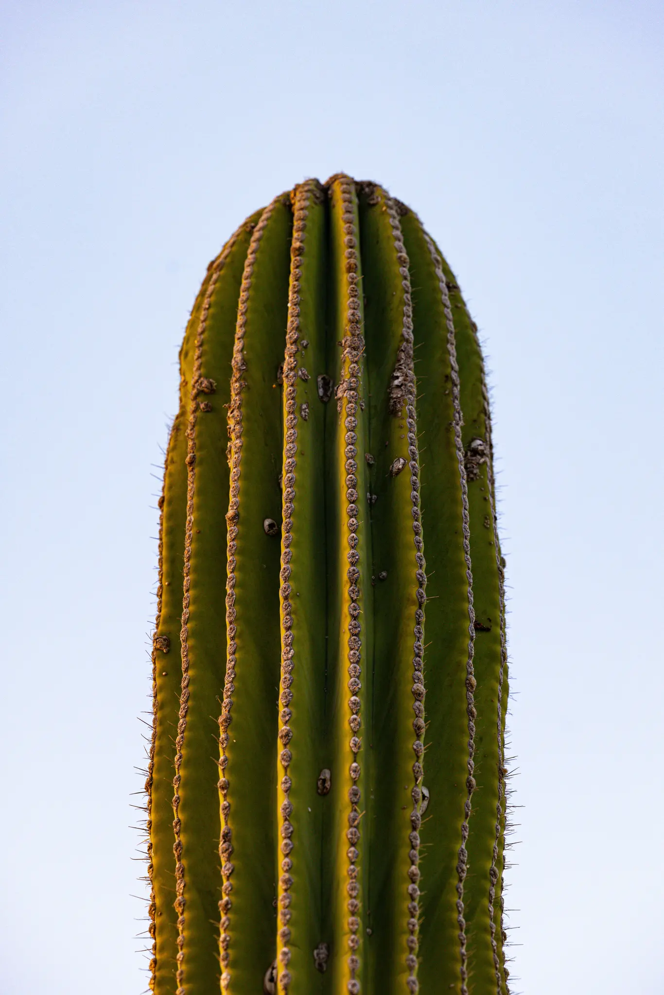 A tall, green saguaro cactus fills the frame, its ribbed surface and spines highlighted by warm, golden light against a…