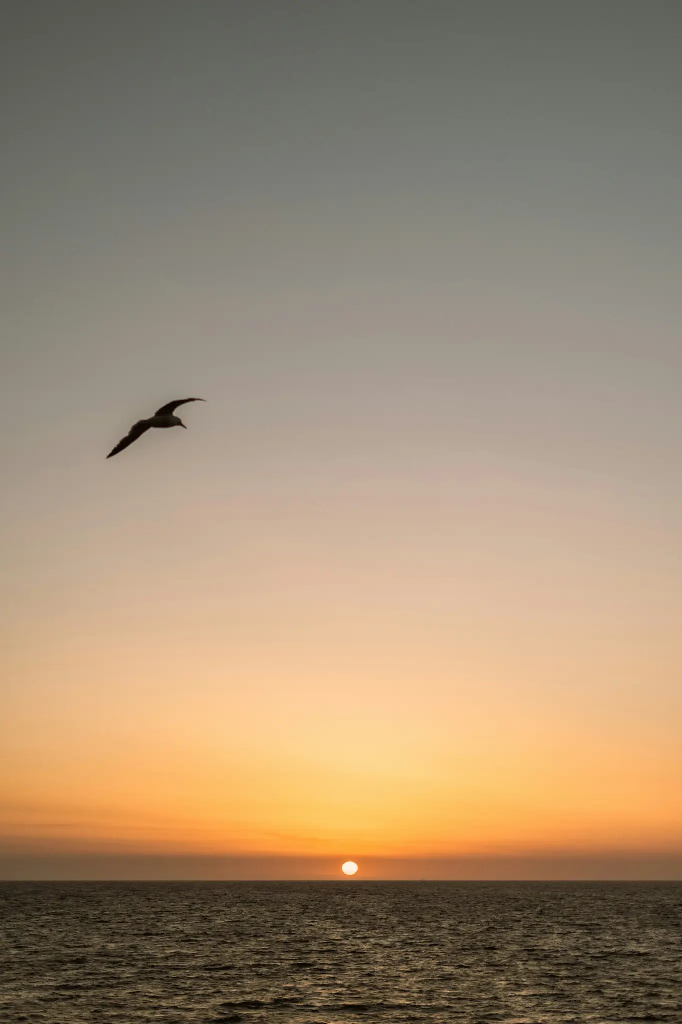 En ensam fågel i silhuett flyger över en vidsträckt himmel, som övergår från grått högst upp till livfullt orange och gult...