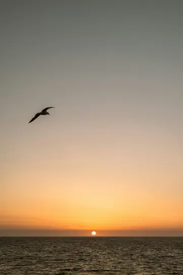 Ein einsamer Vogel im Silhouettenflug überzieht einen weiten Himmel, der oben von Grau zu leuchtendem Orange und Gelb