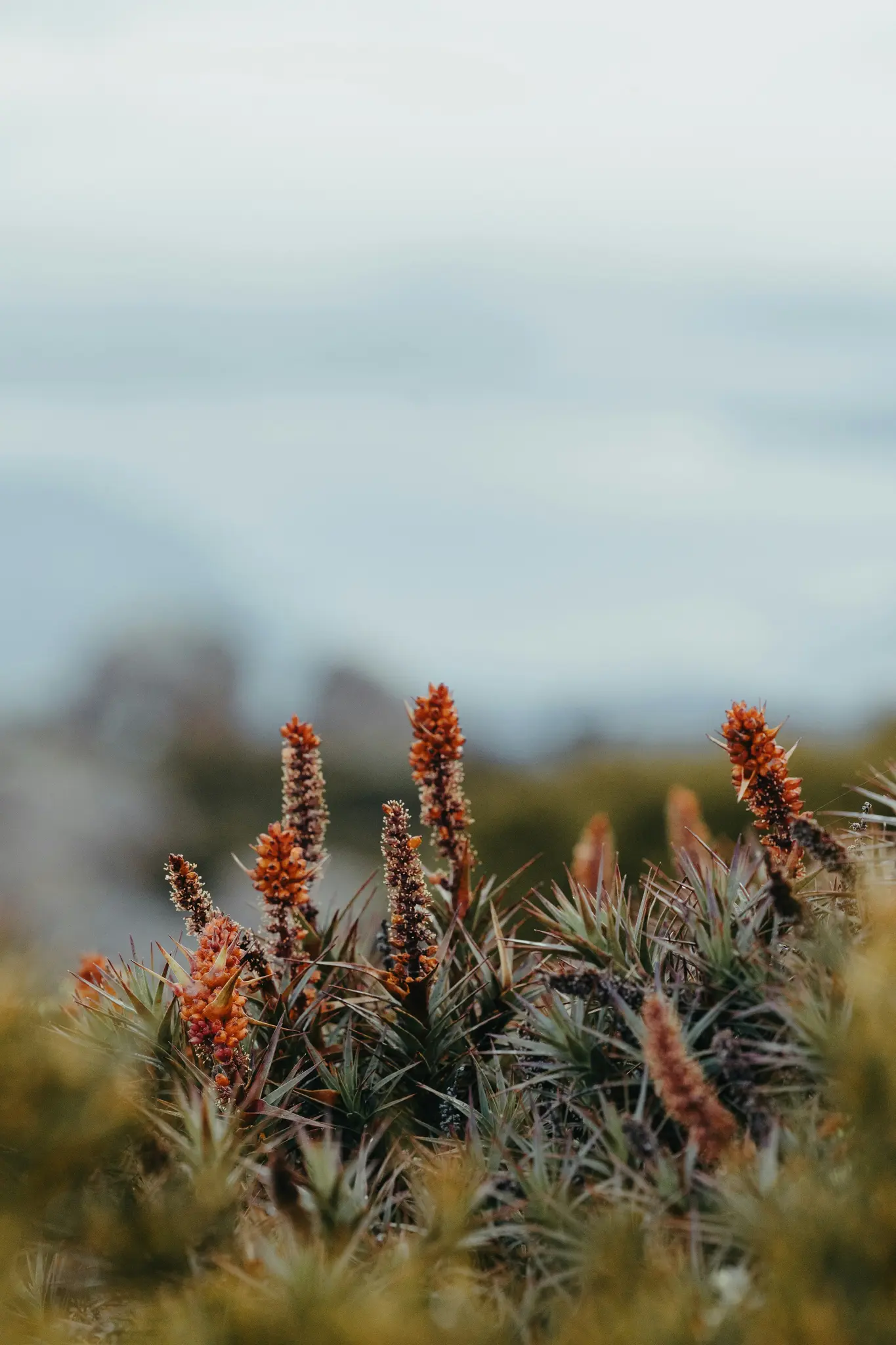 A close-up shot of spiky green plants with tall, cone-shaped orange-brown flowers or seed pods. The background is blurred…