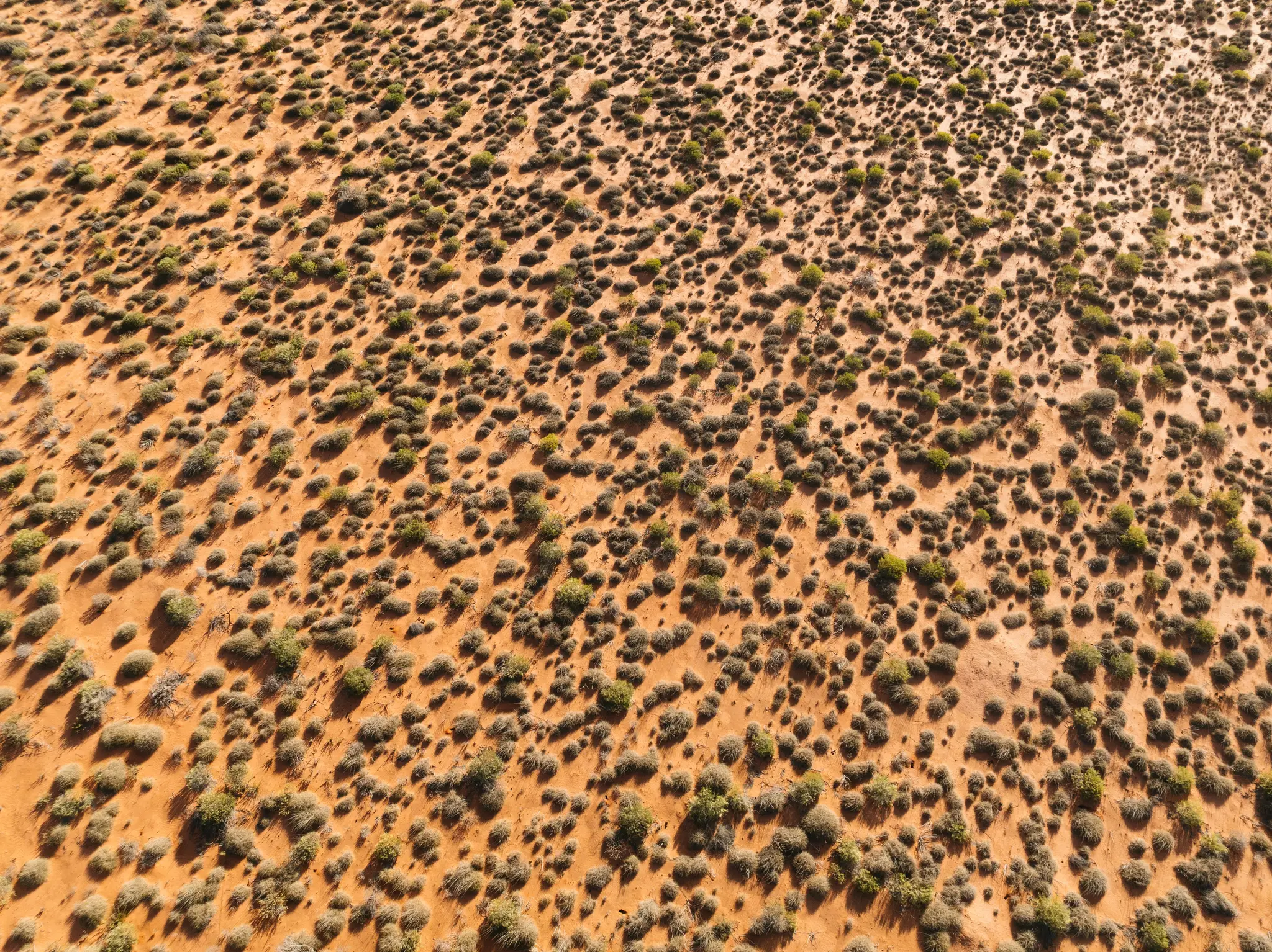 An aerial shot shows a vast expanse of reddish-orange desert sand dotted with numerous small, round green and brown shrubs.