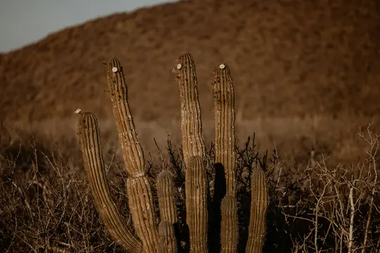 Diversi cactus alti e costoluti con piccoli fiori bianchi sulle cime si trovano in un paesaggio secco e arbustivo sotto una