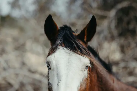 Foto ravvicinata della testa di un cavallo, con pelo marrone e bianco, criniera scura e sorprendenti occhi blu.