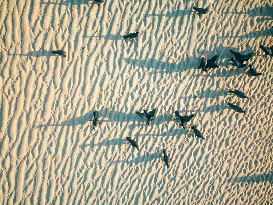 Eine Aufnahme eines Sandstrandes aus der Vogelperspektive mit zahlreichen dunklen Vögeln. Der Sand zeigt deutliche