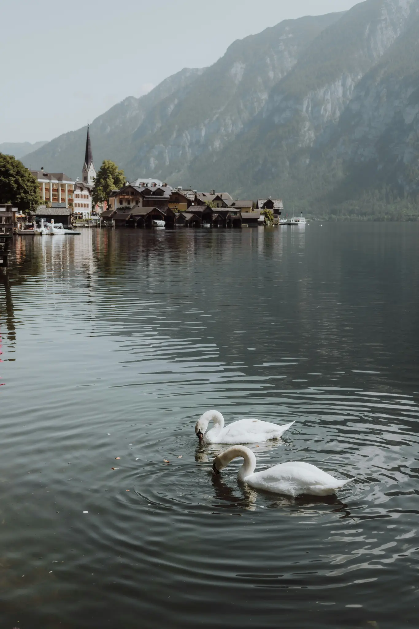 Zwei weiße Schwäne schwimmen im Vordergrund eines ruhigen Sees. Im Hintergrund ist ein Dorf mit Kirchturm zu sehen.