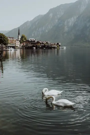 Zwei weiße Schwäne schwimmen im Vordergrund eines ruhigen Sees. Im Hintergrund ist ein Dorf mit Kirchturm zu sehen.