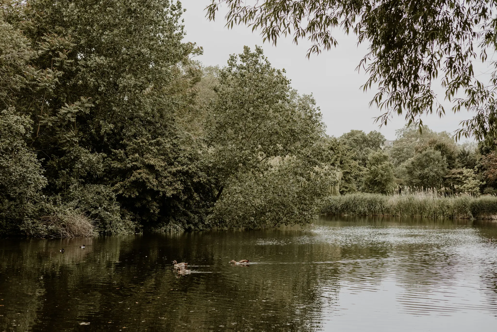 A wide shot of a calm pond with three ducks swimming. The pond is bordered by dense green trees and tall reeds under a grey…