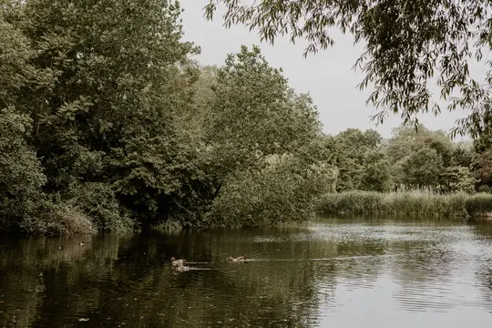 A wide shot of a calm pond with three ducks swimming. The pond is bordered by dense green trees and tall reeds under a grey…