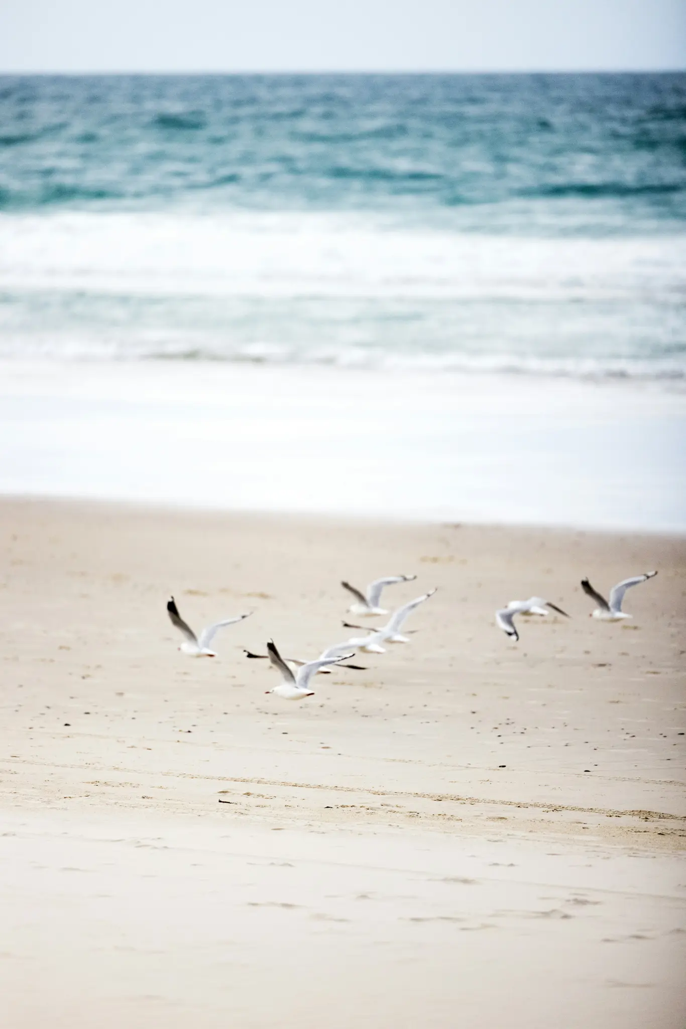 A flock of white and grey seagulls in various flight positions over a light sandy beach, with blurred blue ocean waves…