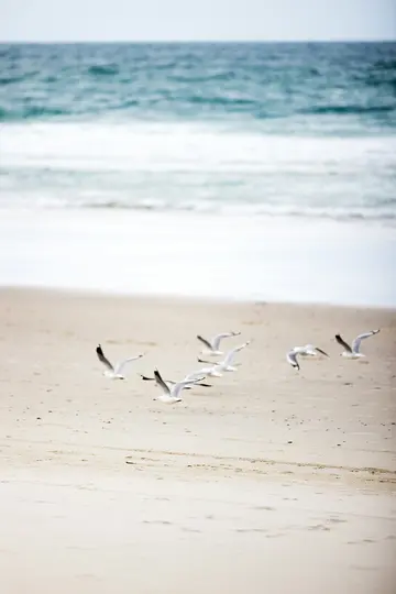 A flock of white and grey seagulls in various flight positions over a light sandy beach, with blurred blue ocean waves…