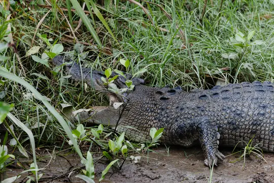 Ein großes Krokodil mit dunklen Schuppen ruht an einem schlammigen Ufer, teilweise verborgen durch hohes grünes Gras und
