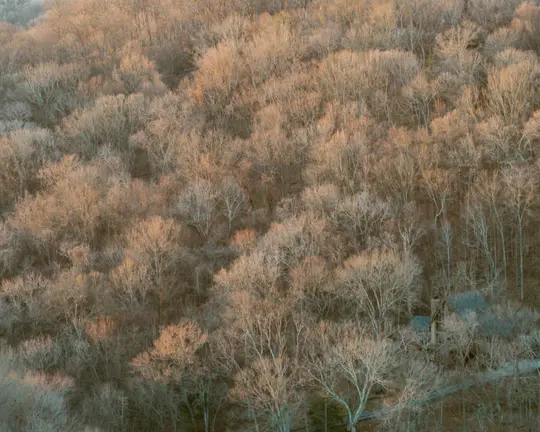 Eine Luftaufnahme eines riesigen Winterwaldes mit kahlen Bäumen, beleuchtet von warmem goldenem Licht. Ein kleines Haus ist