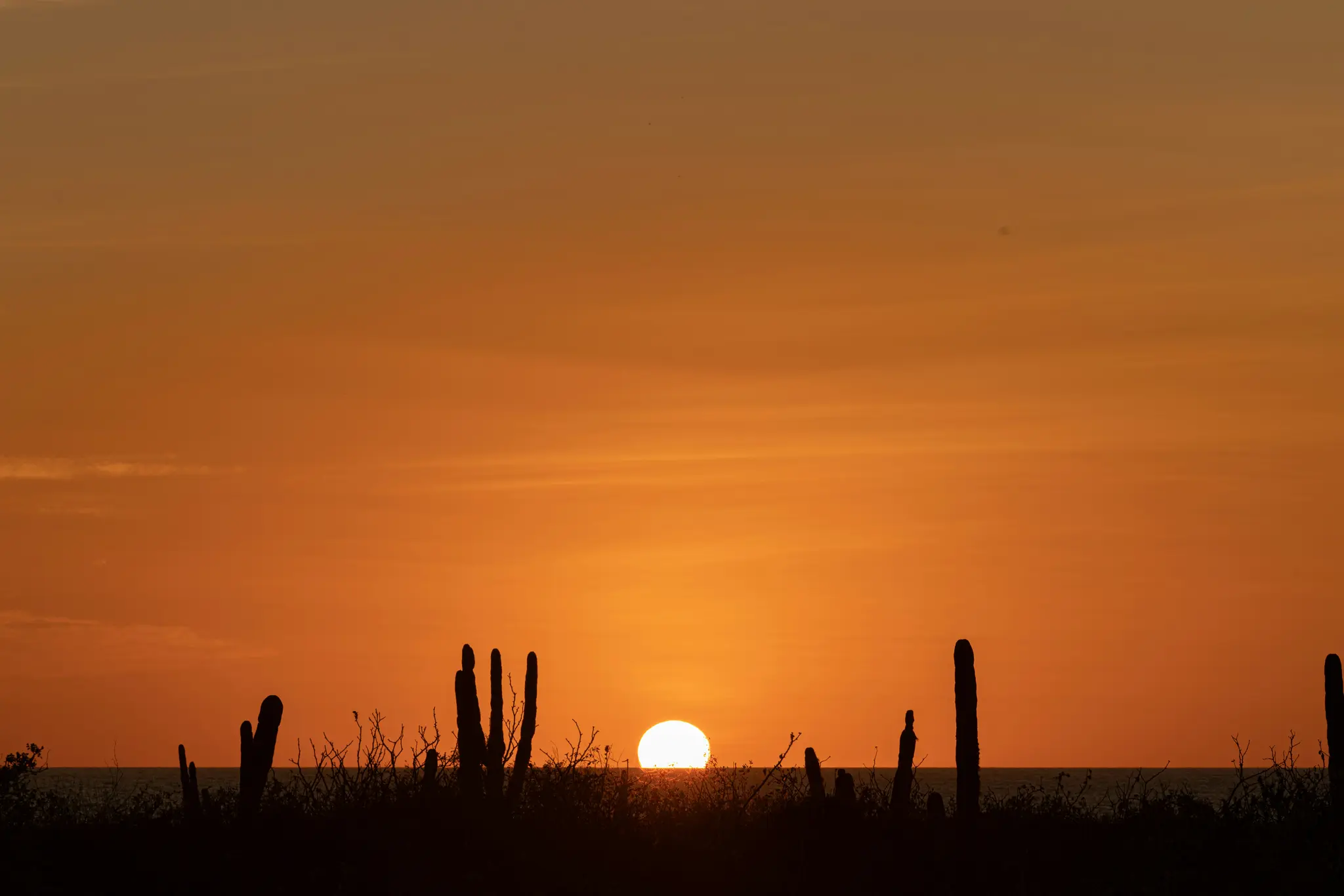 Un vibrante tramonto arancione e giallo su uno specchio d'acqua calmo, con sagome scure di alti cactus e arbusti del deserto