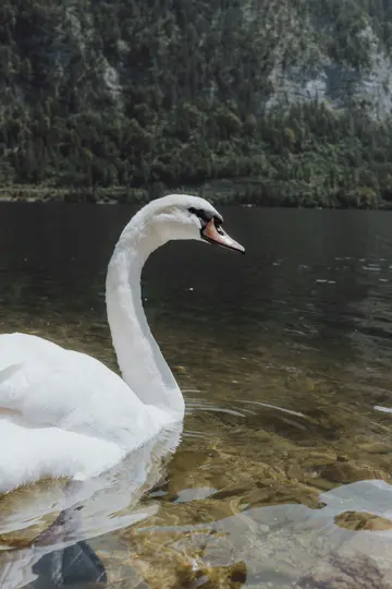 Ein weißer Schwan mit einem orange-schwarzen Schnabel schwimmt in klarem, flachem Wasser. Ein dunkler, bewaldeter Berg ist im