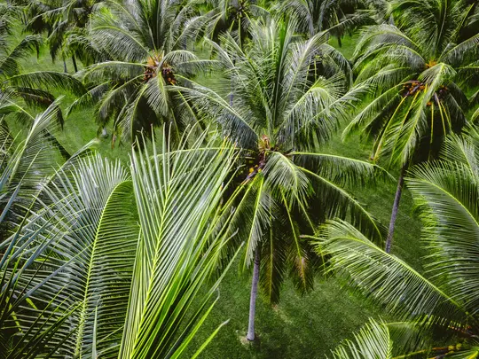 Eine Luftaufnahme, die nach unten in einen dichten Hain aus leuchtend grünen Palmen blickt, mit hellgrünem Gras am Boden.