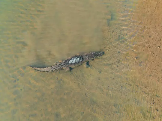 Vista aerea di un coccodrillo con la schiena decorata, parzialmente sommerso in acqua bassa, verdastra e marrone, accanto a