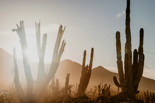 A desert landscape at golden hour, with several large cacti in the foreground and middle ground, silhouetted against a…