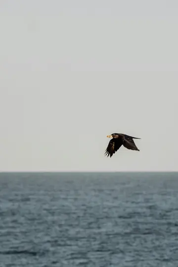 Ein dunkler Vogel mit einem hellen Gegenstand im Schnabel fliegt horizontal über ruhigem, dunkelblauem Wasser unter einem