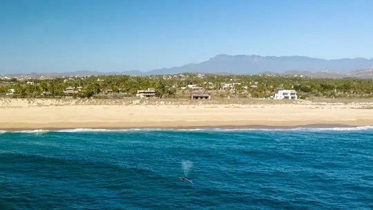Eine Luftaufnahme zeigt einen Wal, der Wasser in den tiefblauen Ozean spritzt. Ein breiter Sandstrand trennt den Ozean von