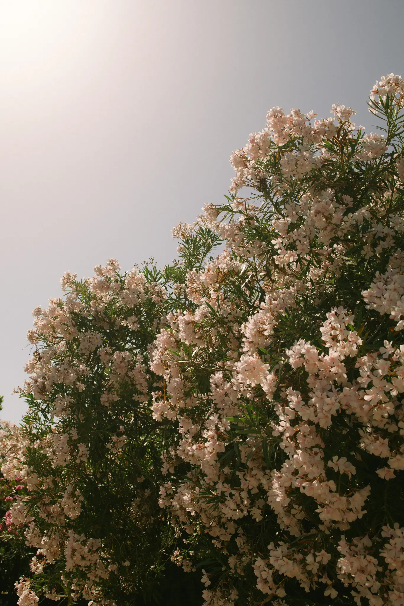 En bild från låg vinkel av en tät buske täckt av talrika små, ljusrosa blommor och mörkgröna blad, mot en klar…