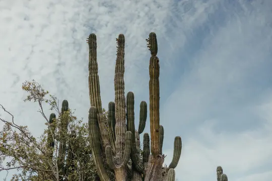 Una ripresa dal basso di diversi cactus alti e verdi con steli a coste che si protendono verso un cielo pieno di nuvole
