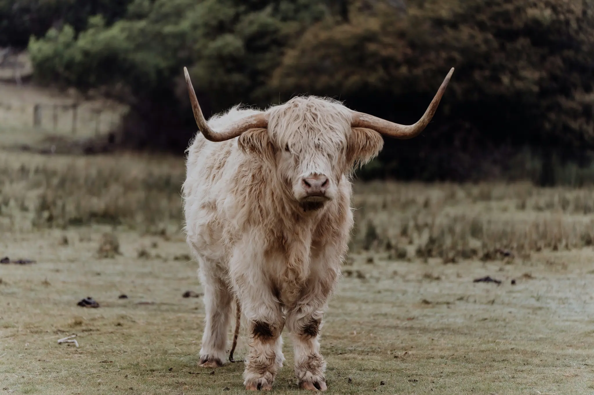En lurvig, ljus Highland-ko med långa, böjda horn står på ett fält och tittar framåt. Dess ansikte skyms av…