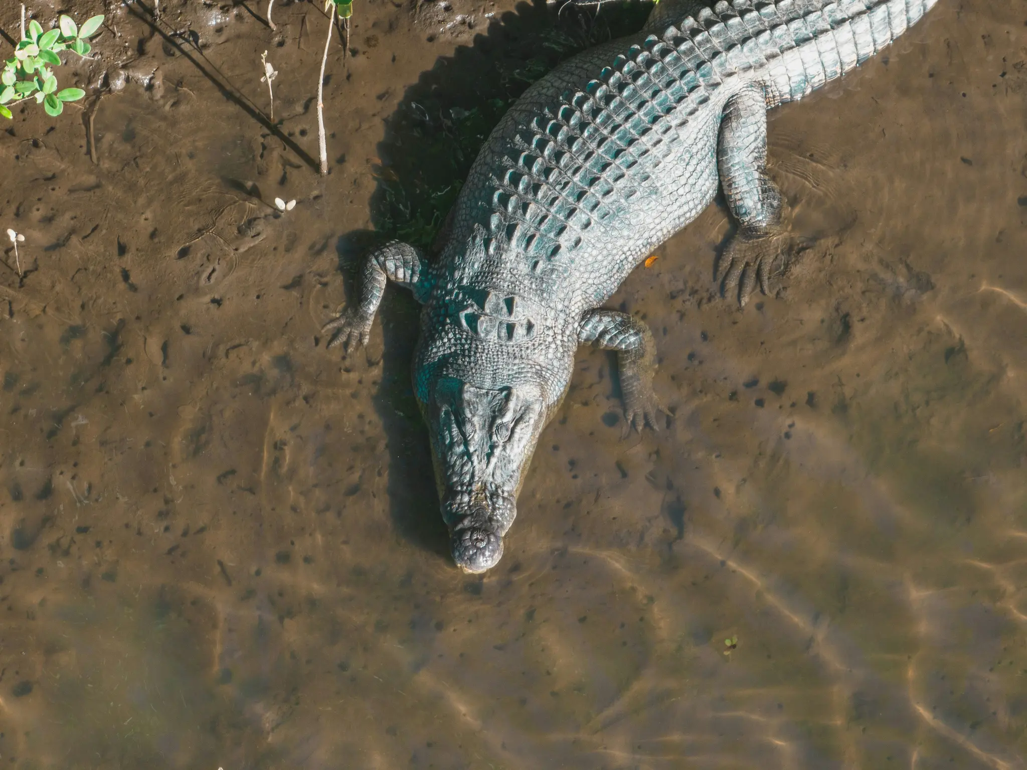 An overhead shot of a crocodile in shallow, muddy water. Its scaly back and head are visible, with light reflections on the…