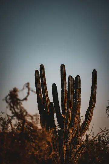 Un alto cactus saguaro con più braccia si erge contro un cielo azzurro chiaro e limpido. Il cactus è illuminato da una luce