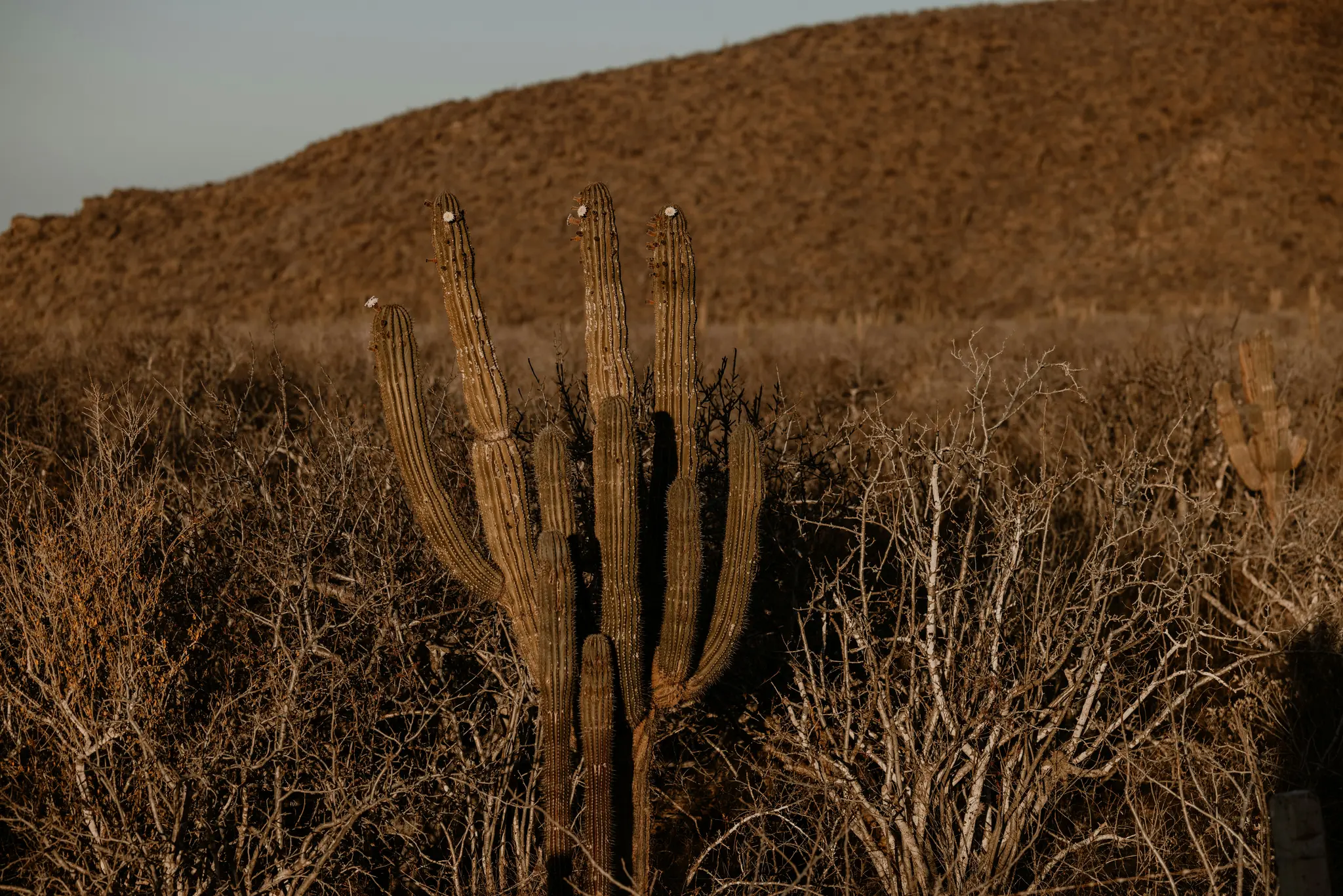 Ein hoher Saguaro-Kaktus mit mehreren Armen steht im Vordergrund einer trockenen, braunen Wüstenlandschaft unter einem