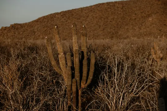 Un alto cactus saguaro con più braccia si erge in primo piano in un paesaggio desertico secco e marrone sotto un cielo
