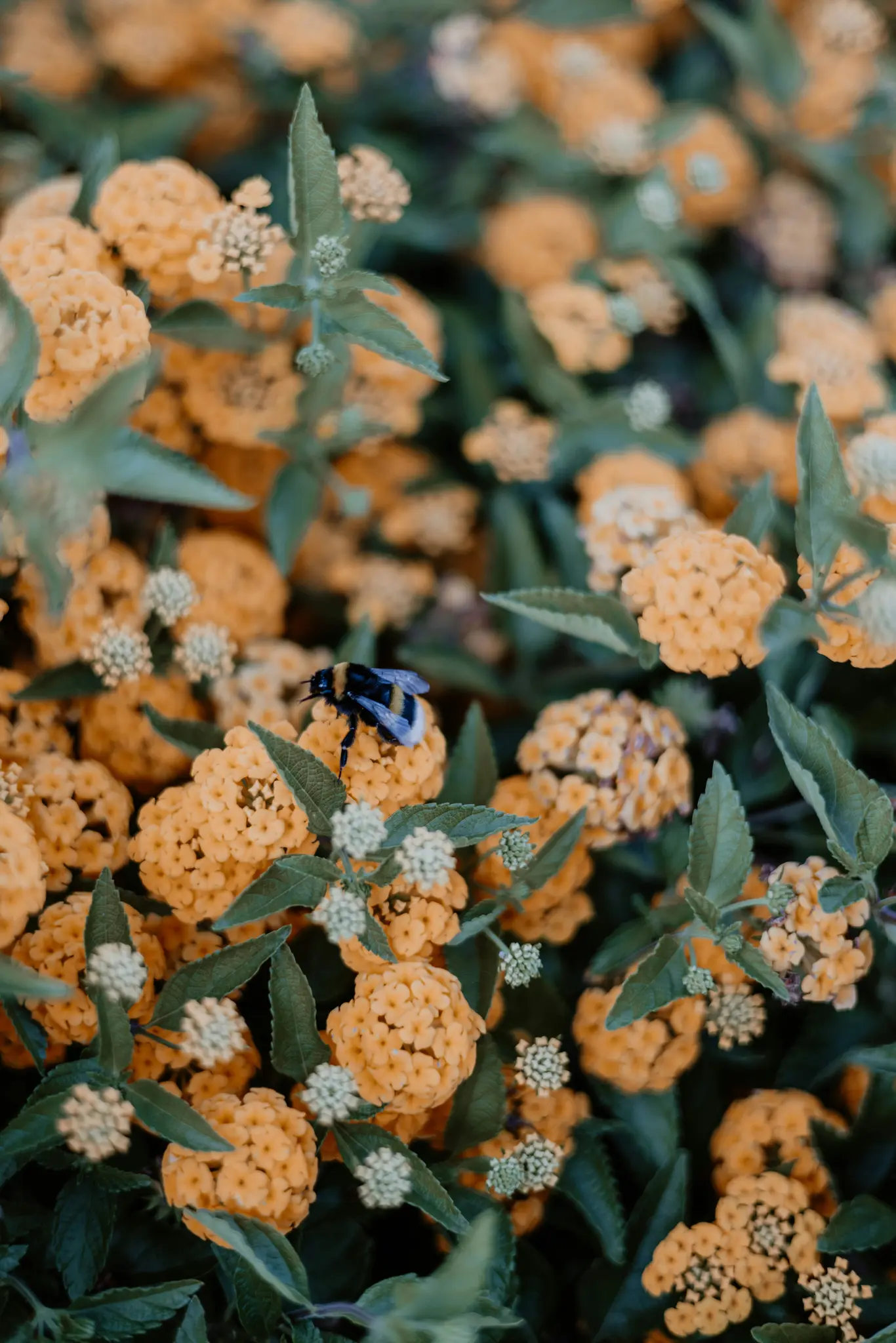 A close-up shot shows a black and yellow bumblebee resting on a cluster of small, bright yellow flowers. Green leaves…