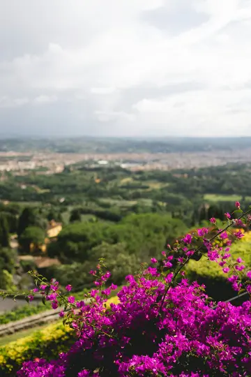 Fiori di bougainvillea viola vivaci a fuoco nitido in primo piano, con uno skyline urbano sfocato e colline verdi sotto…