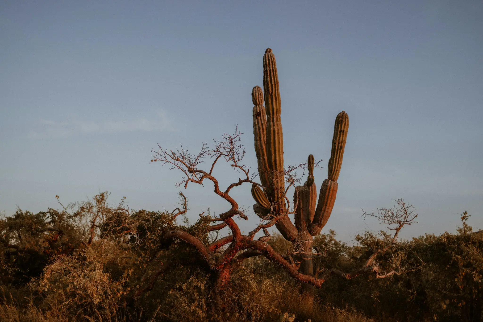 En høj saguaro-kaktus med flere arme står ved siden af et træ med snoede, rødbrune grene og ingen blade. Solen...