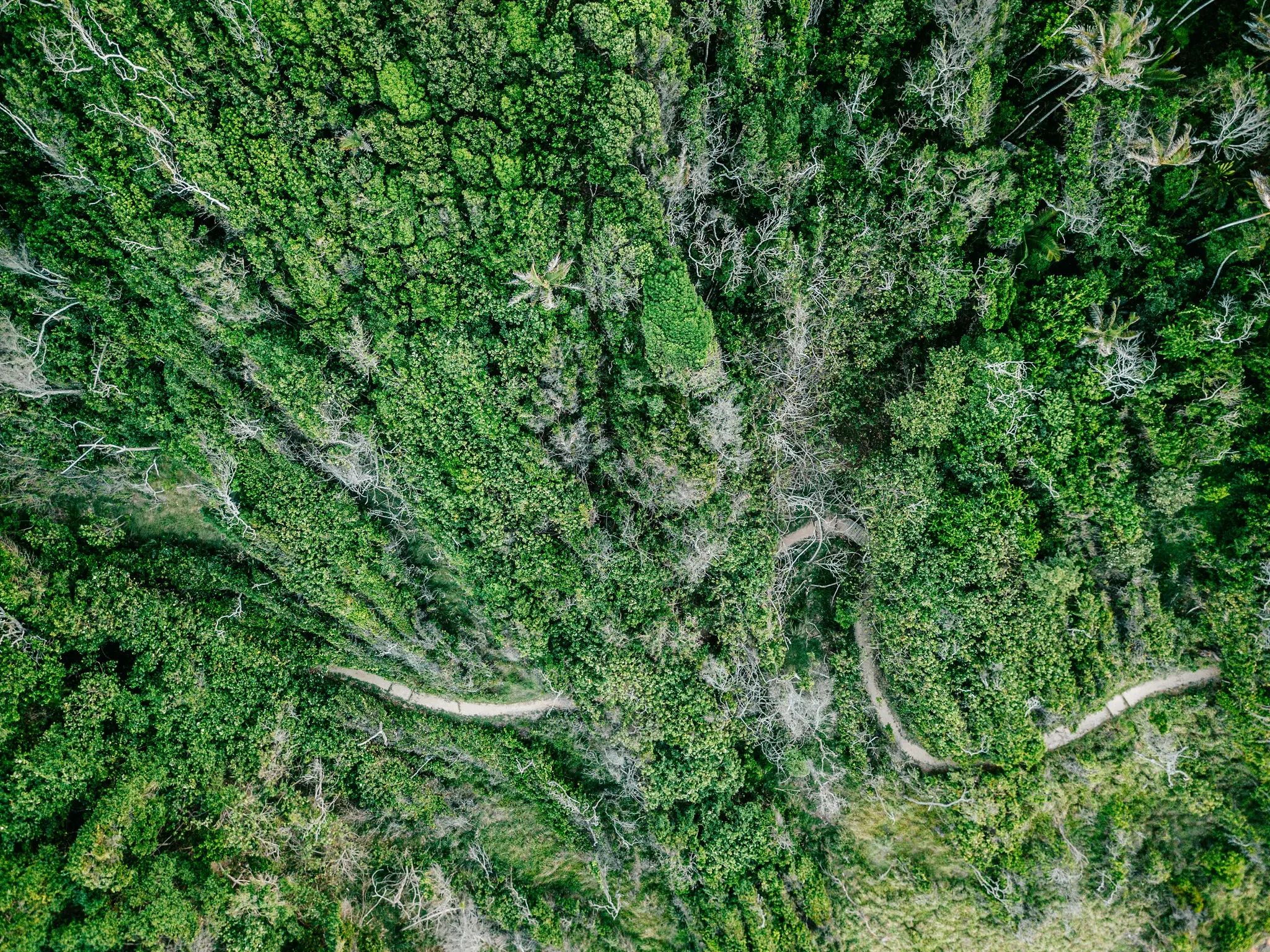 Une vue aérienne, de haut, d'un chemin de terre étroit et sinueux traversant une forêt dense et d'un vert vif avec quelques