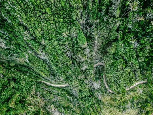 Eine Luftaufnahme, von oben, eines schmalen, gewundenen Feldweges, der sich durch einen dichten, leuchtend grünen Wald mit