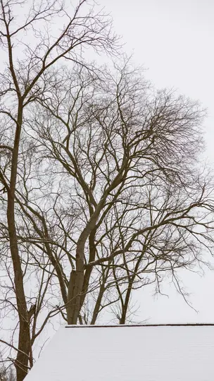Vertikale Aufnahme mehrerer kahler Bäume mit verschlungenen Ästen vor einem hellgrauen, bewölkten Himmel. Ein schneebedecktes
