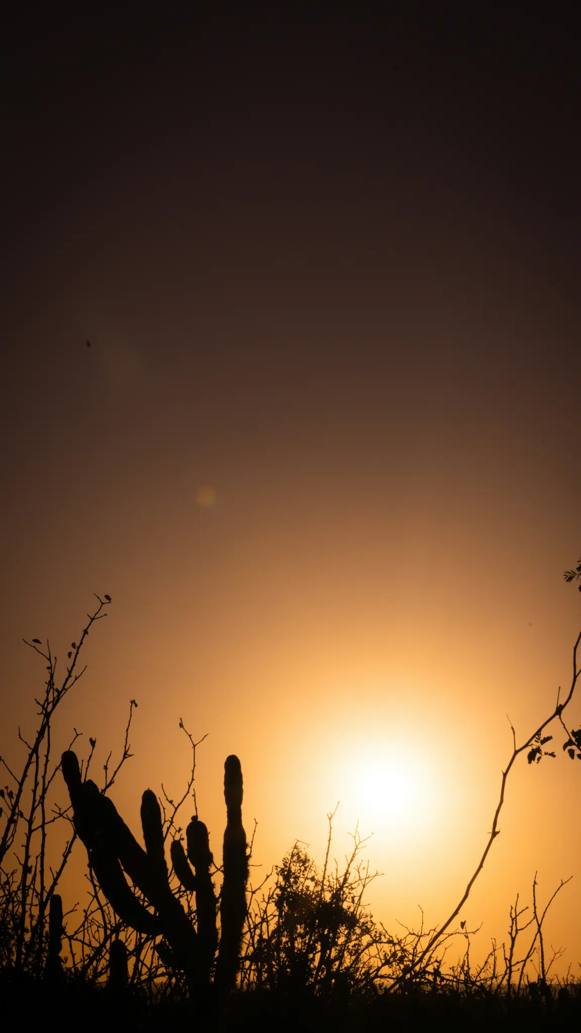 Un vibrante tramonto proietta un caldo bagliore arancione su un paesaggio desertico, con silhouette di cactus e rami spogli