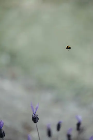 Ein Hummel mit schwarzen und gelben Streifen schwebt in der Luft vor einem weichen, verschwommenen Hintergrund aus gedämpftem